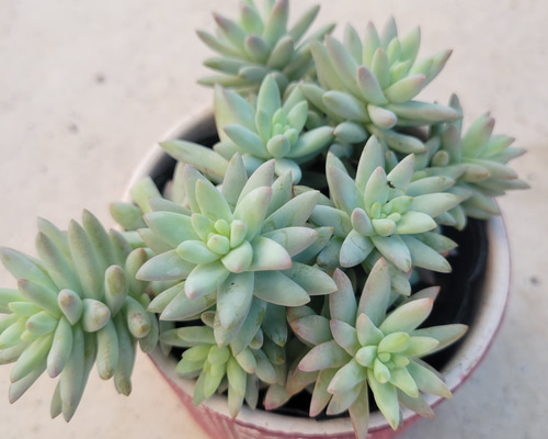 ❣️琥珀氷玉❣️ 抜き苗 寄せ植え 多肉植物