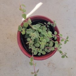 多肉植物❤ペンテリー❤抜き苗 2枚目の画像