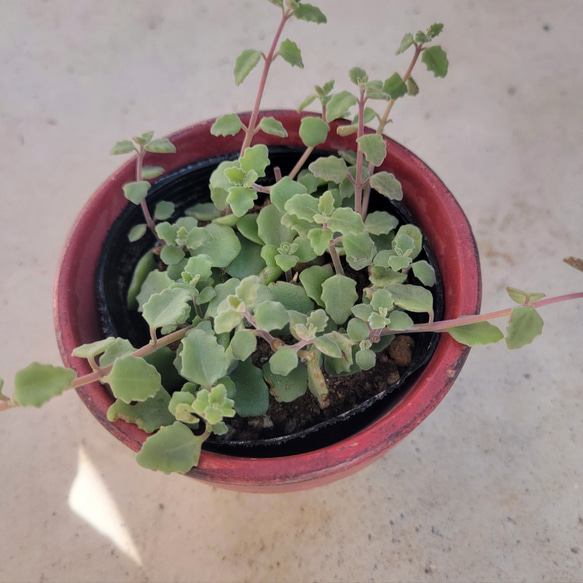 多肉植物❤ペンテリー❤抜き苗 1枚目の画像