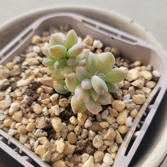 多肉植物❤プロリフェラ錦❤抜き苗 その他インテリア雑貨 ✰Pan
