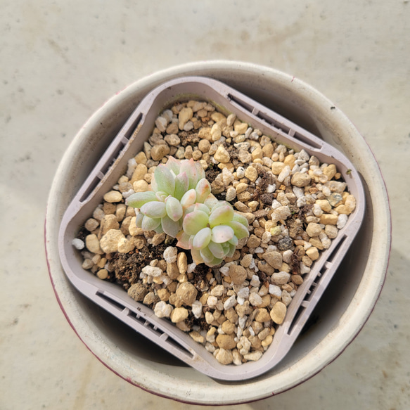 多肉植物❤プロリフェラ錦❤抜き苗 3枚目の画像