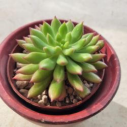 多肉植物❤レア❤スイートプリン❤抜き苗 その他インテリア雑貨 ✰Pan