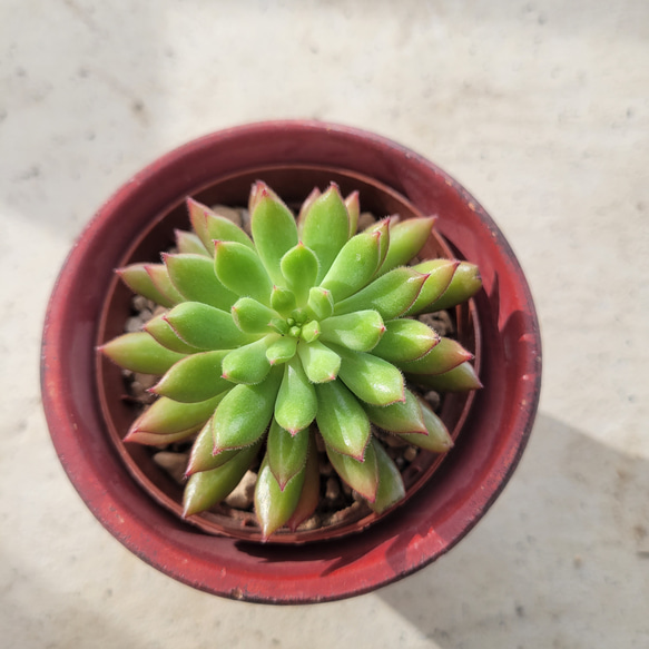 多肉植物❤スプルセオリバー❤抜き苗 2枚目の画像