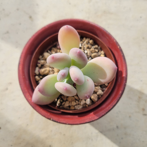 多肉植物❤桃美人❤抜き苗 その他インテリア雑貨 ✰Pan✰ 通販