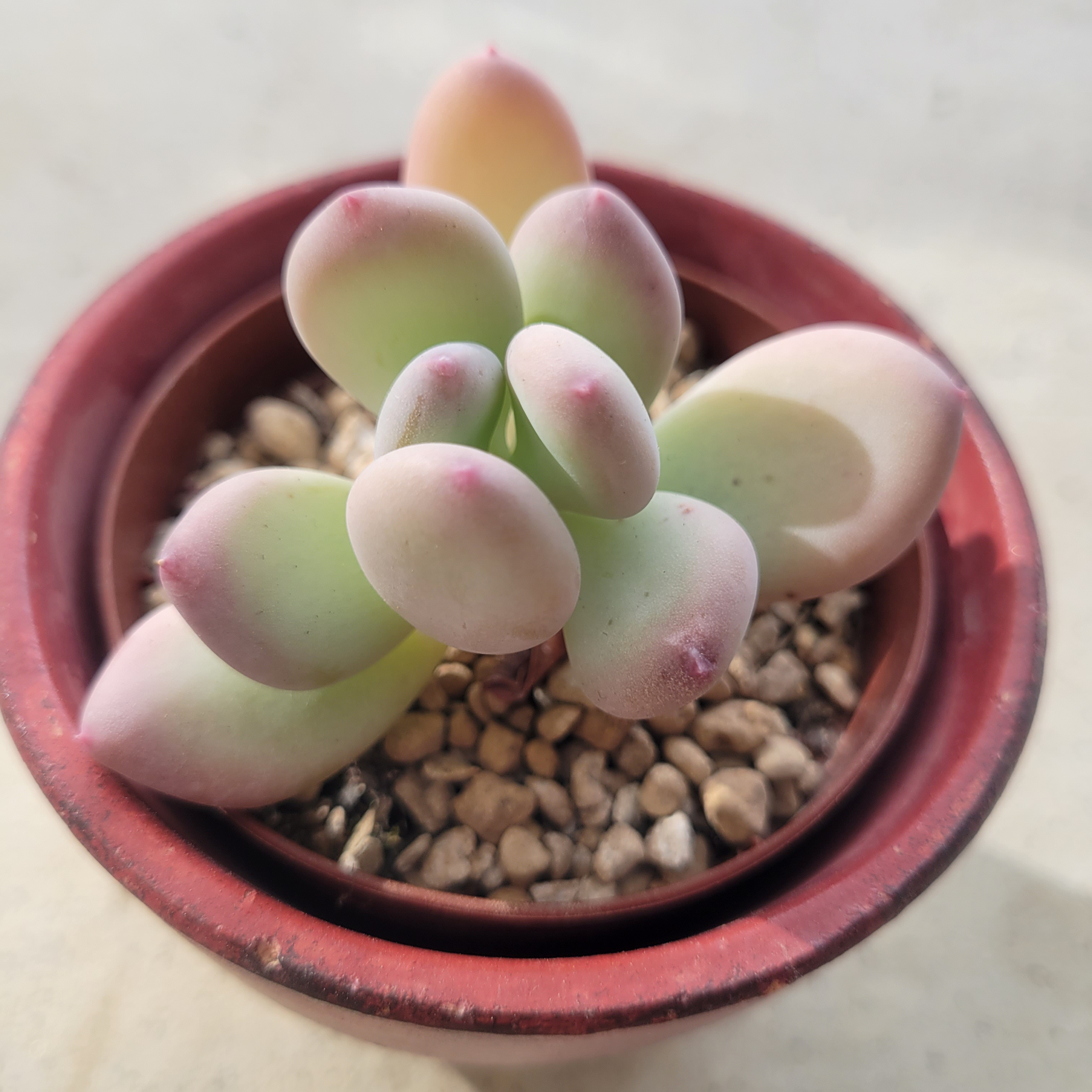 多肉植物 めちゃカワ桃美人♡抜き苗 【公式通販】