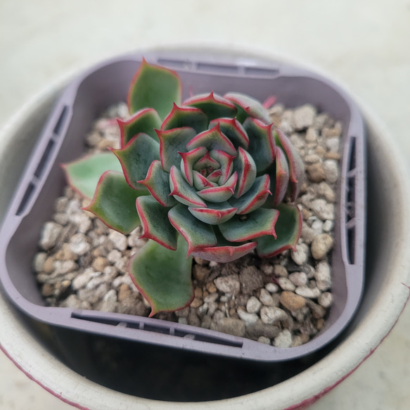 多肉植物❤ロレナ❤抜き苗 その他インテリア雑貨 ✰Pan✰ 通販｜Creema 