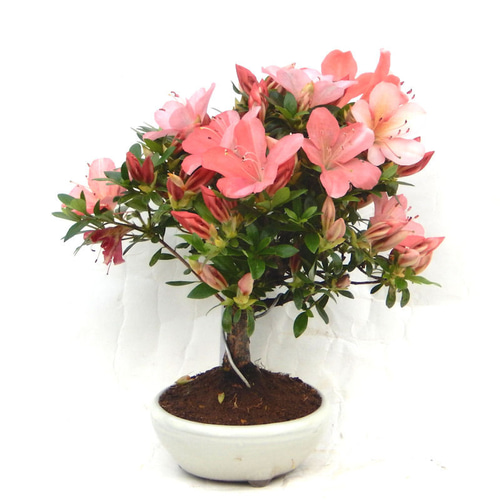 5月に開花!花芽たくさん!☆サツキ(品種 桜鏡)のミニ盆栽 5月に開花!花芽たくさん!☆サツキ(品種 桜鏡)のミニ盆栽