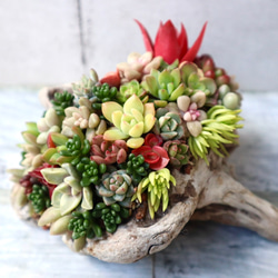 流木 多肉植物寄せ植え 181 多肉植物 GREENSHOP YURAYURA 通販