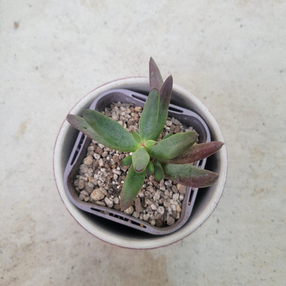 多肉植物❤モンキーネイル❤抜き苗 3枚目の画像