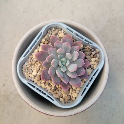 No.362 ❁ブルーアップル❁抜き苗 多肉植物 寄せ植え No.362 ❁ブルーアップル❁抜き苗 多肉植物 寄せ植え