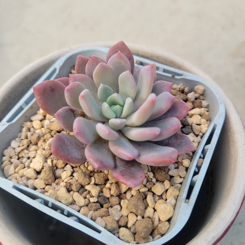 多肉植物❤ブルーアップル❤抜き苗 その他インテリア雑貨 ✰Pan✰ 通販 