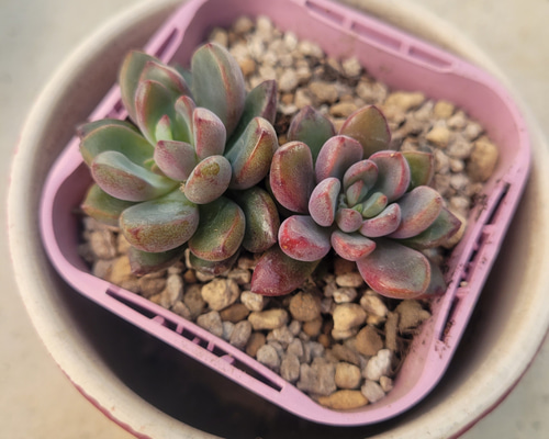多肉植物❤パープルドリーム❤抜き苗 その他インテリア雑貨 ✰Pan 