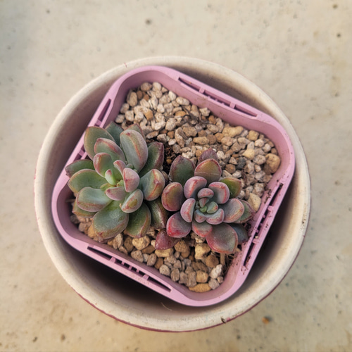 多肉植物❤パープルドリーム❤抜き苗 その他インテリア雑貨 ✰Pan 