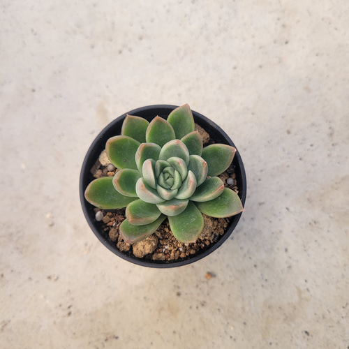 多肉植物❤相府蓮×デローサ❤抜き苗 その他インテリア雑貨 ✰Pan  