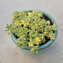 多肉植物❤斑入りタイトゴメ❤抜き苗 1枚目の画像