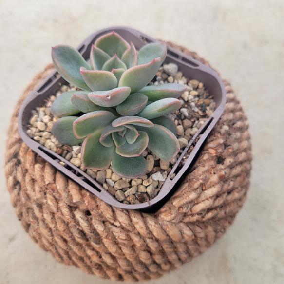 多肉植物❤ピオリス❤抜き苗 3枚目の画像