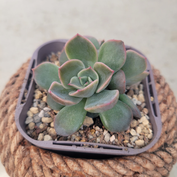 多肉植物❤ピオリス❤抜き苗 1枚目の画像