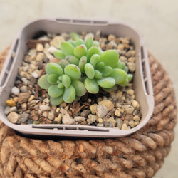 多肉植物❤アエオニウム❤アドニス サンデルシー❤抜き苗 その他