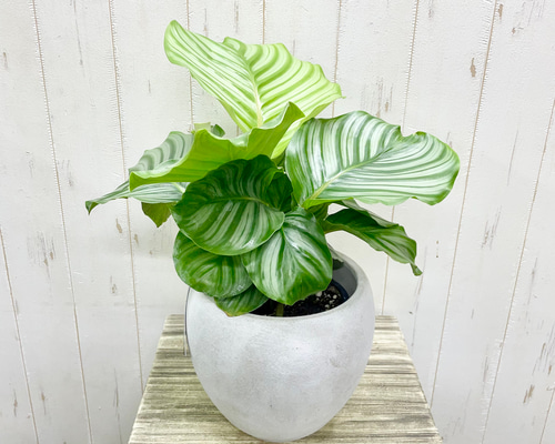 株立ち きれいな葉っぱ カラテア オービフォリア 鉢カバー付き