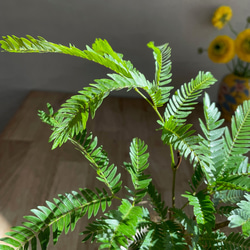 送料無料 観葉植物 エバーフレッシュ 空気清浄 陶器鉢 ターコイズ そのまま飾れる 3枚目の画像