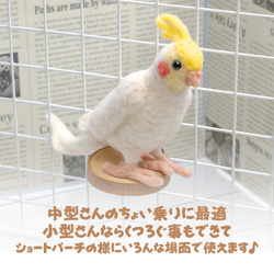 インコちゃんの✩.*˚お休み処 しらかば亭　小型～中型用 3枚目の画像