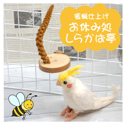 インコちゃんの✩.*˚お休み処 しらかば亭　小型～中型用 1枚目の画像