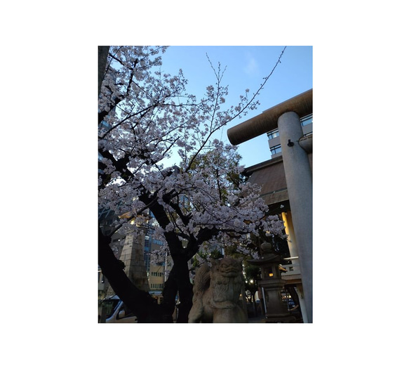 夜桜のバレッタ ■ メタリックカラー 2色展開 ■　グレイッシュグリーン色　/　シルバーブルー色 19枚目の画像