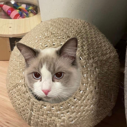 ※ねこねこ※　　　　　　　　　　　　　　【超激レア 美品】ポーター 黒白ネコ型ティーポット Cortendorf6700A ミッドセンチュリー