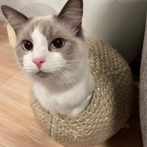 まんまるな猫ちぐら^ↀᴥↀ^ ハウス・小屋 Heart_box 通販