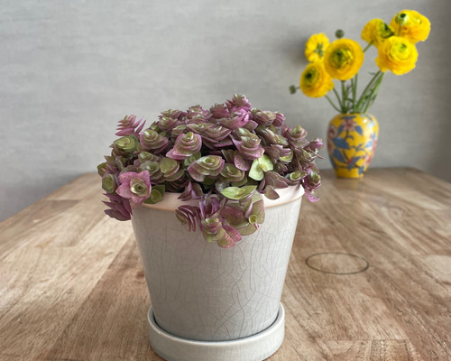 【石鉢・植え込み鉢・一輪差し鉢・和鉢・多肉植物鉢】庭石・置物 送料無料 多肉植物 カリシア 桜色 陶器鉢 薄いグレーベージュ そのまま