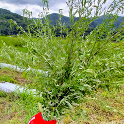 よもぎの研究家が作った～よもぎの香りが癒してくれる　風呂・よもぎ蒸し専用　乾燥よもぎパック 6枚目の画像