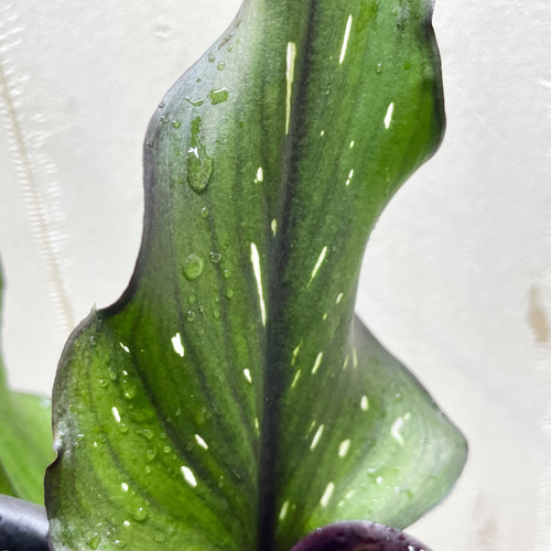 真っ黒♡ 珍種 カラー メモリーズ その他インテリア雑貨 PLANTS SHOP