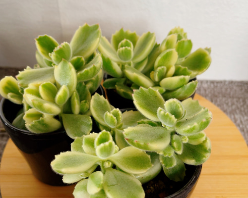 コチレドン 熊童子錦 多肉植物 Obesa 通販 15499103｜Creema(クリーマ)