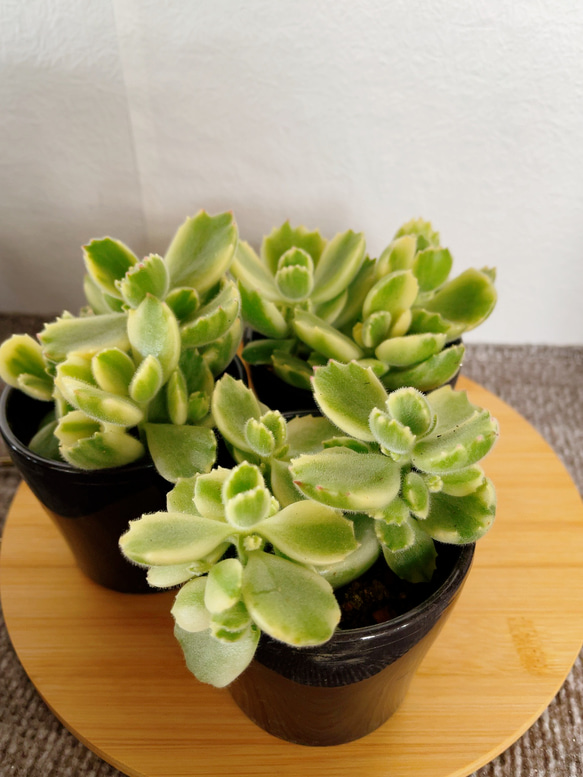 コチレドン 熊童子錦 多肉植物 Obesa 通販 15499103｜Creema