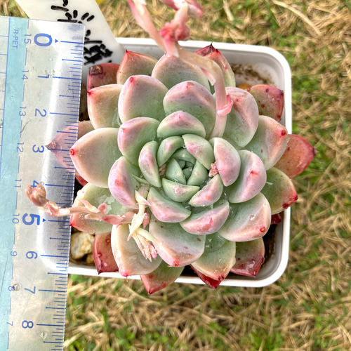 No.508 ❁モダンジェオン❁ 抜き苗 多肉植物 寄せ植え No.508 ❁モダン