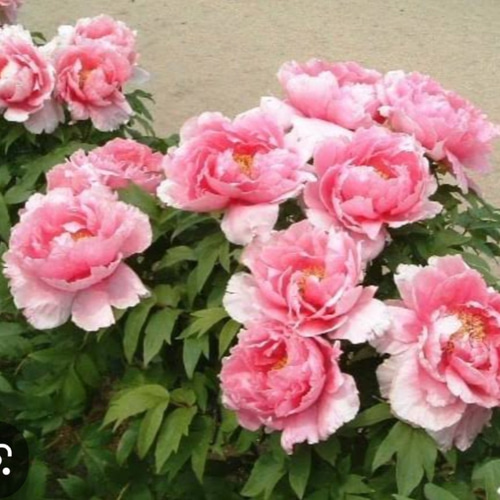 牡丹【花競⠀】大輪のピンクの代表花千重ね咲き見る角度により