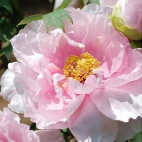 牡丹【花競⠀】大輪のピンクの代表花千重ね咲き見る角度により