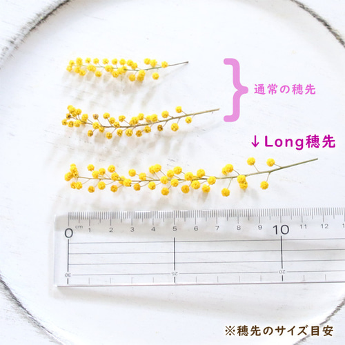 ミモザ 花材キット （穂先＋パールアカシア葉）ドライフラワー