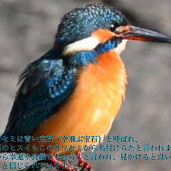 幸運の鳥カワセミのサンキャッチャー  翡翠　置き型タイプ 9枚目の画像