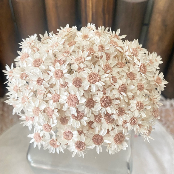 スターフラワーブロッサムアレンジ加工30輪販売❣️ハンドメイド花材カラードライフラワー 1枚目の画像