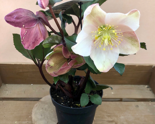 a9e67f02c97eea8454f6ad1489b15a