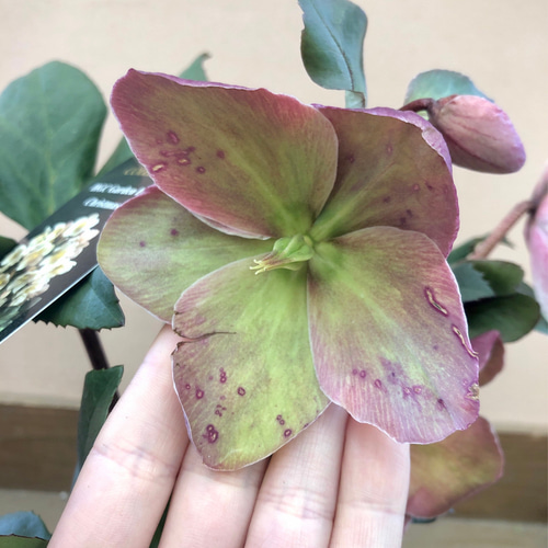 クリスマスローズ HGCフロスティ アートフラワー plant life 通販