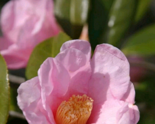 椿【太郎冠者】多くの侘助椿の親となった原種の椿 格式ある名と侘びた