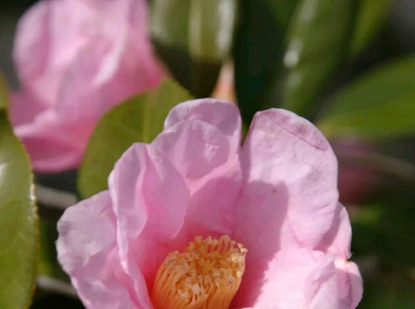 椿【太郎冠者】多くの侘助椿の親となった原種の椿 格式ある名と侘びた