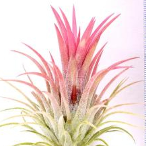 エアープランツ☆チランジア・イオナンタ・ ピーチピンクのガラス器