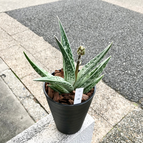 花芽あり♡ 斑入り アロエ 千代田錦 4号ロング鉢 その他インテリア雑貨