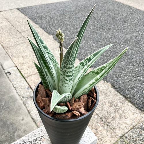 こちらは取引中ですアロエ　千代田錦　ぷくぷく赤ちゃん　多肉植物 こちらは取引中ですアロエ 千代田錦 ぷくぷく赤ちゃん 多肉植物