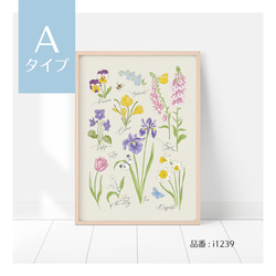 選べる！春の花のポスター　チューリップ、パンジー、スミレ、アイリスなど　ボタニカルポスター 3枚目の画像