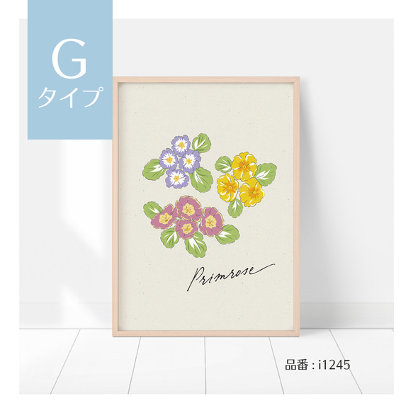 選べる！春の花のポスター　チューリップ、パンジー、スミレ、アイリスなど　ボタニカルポスター 15枚目の画像