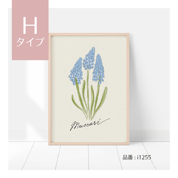選べる！春の花のポスター　ミモザ、スイセン、たんぽぽ、ムスカリ、桜、忘れな草など　ボタニカルポスター 17枚目の画像